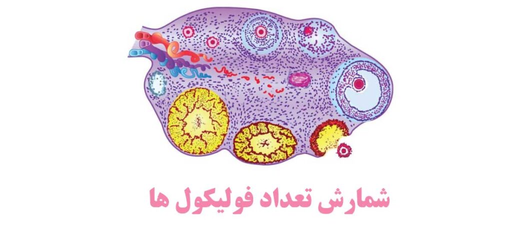 فولیکول