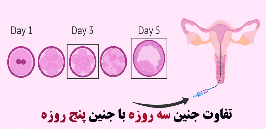 جنین