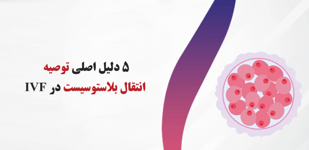 بلاستوسیست‌