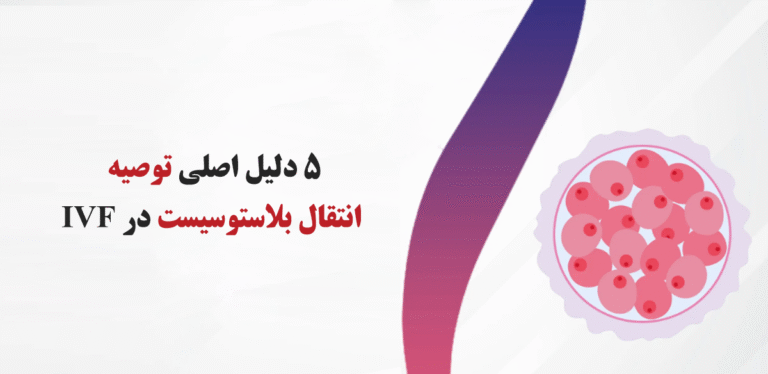 بلاستوسیست‌